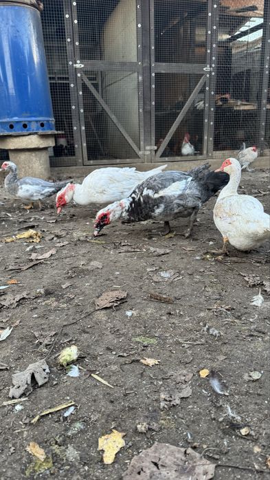 Rățoi si rațe leșești mute albe si albastre