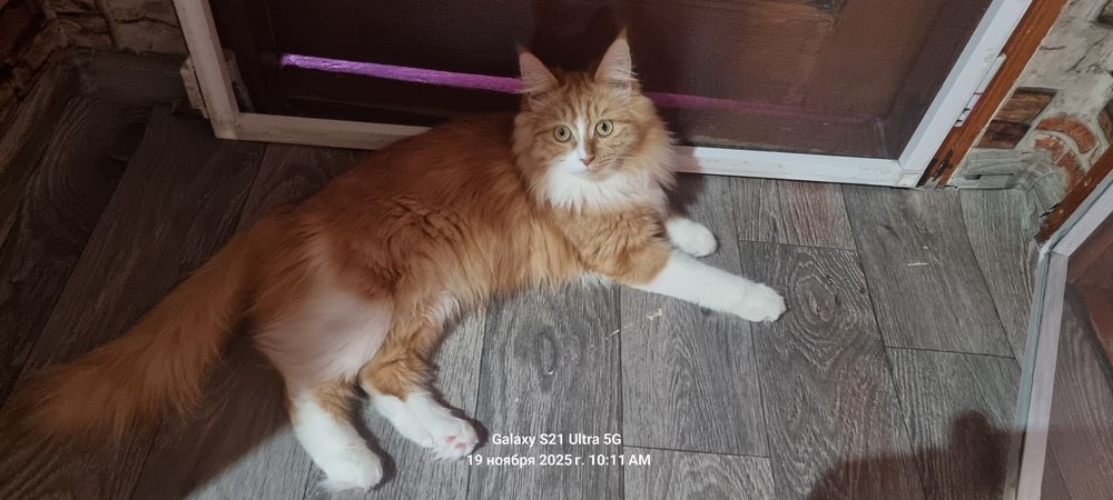 Отдам кошку в хорошие руки