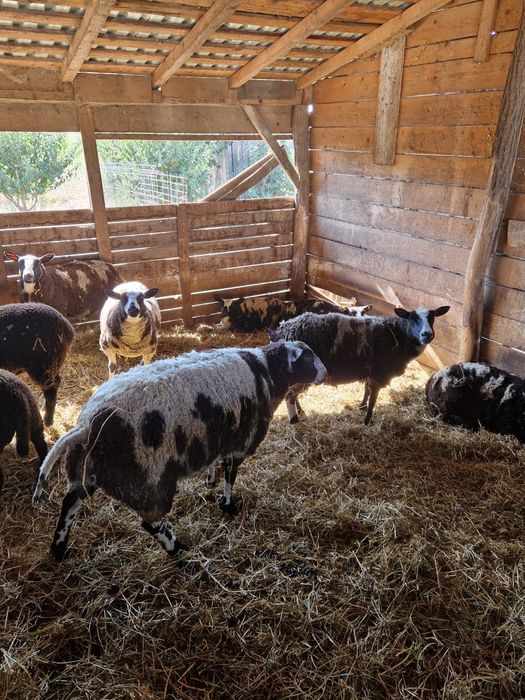 Se vinde oi patata olandeza