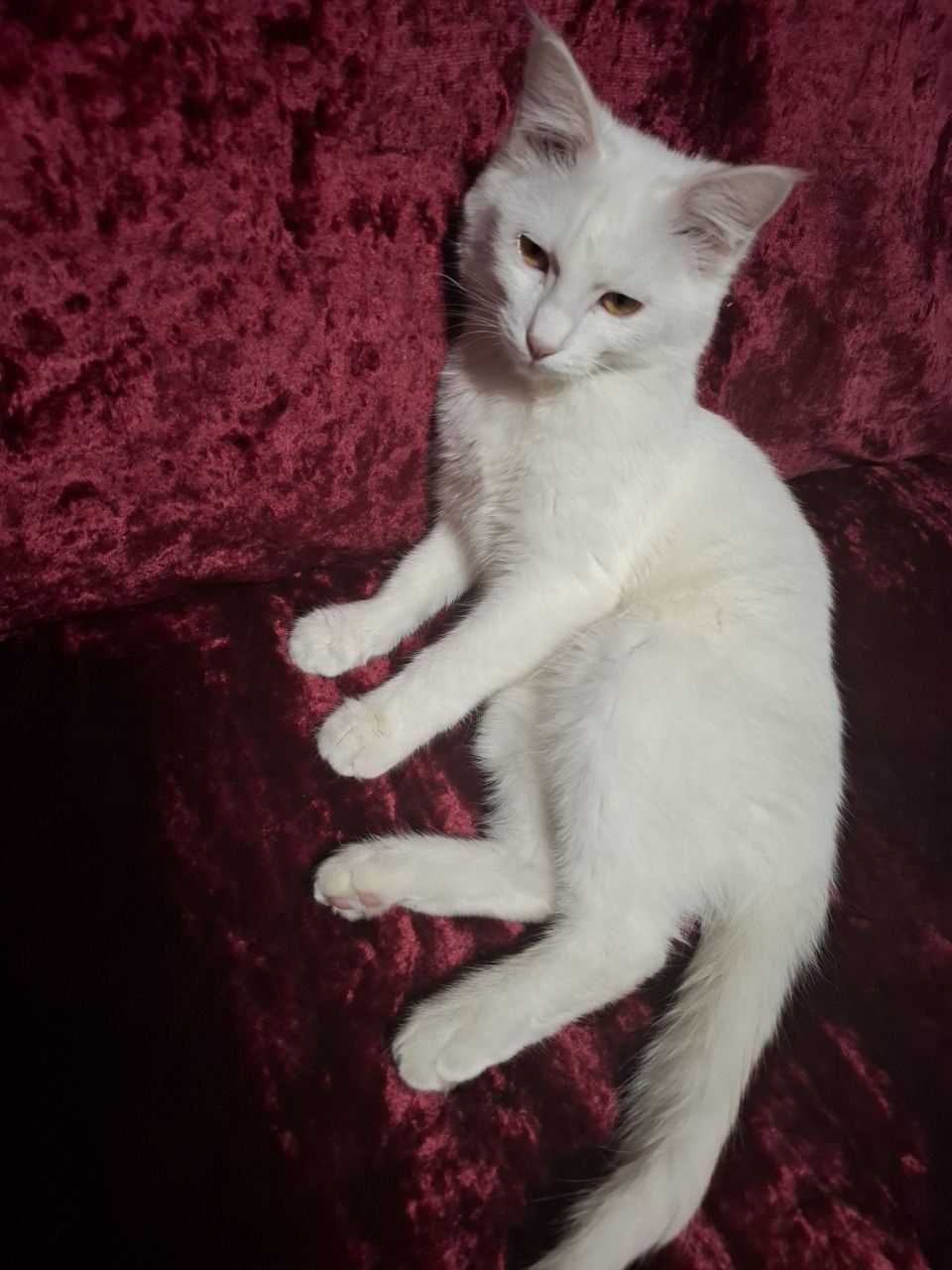 Mushuk sotiladi qizcha