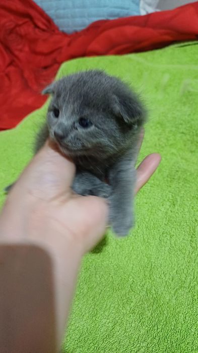 Вислоухивый кошка