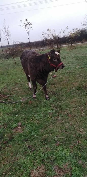 Vând sau schimb o vițeauă!!