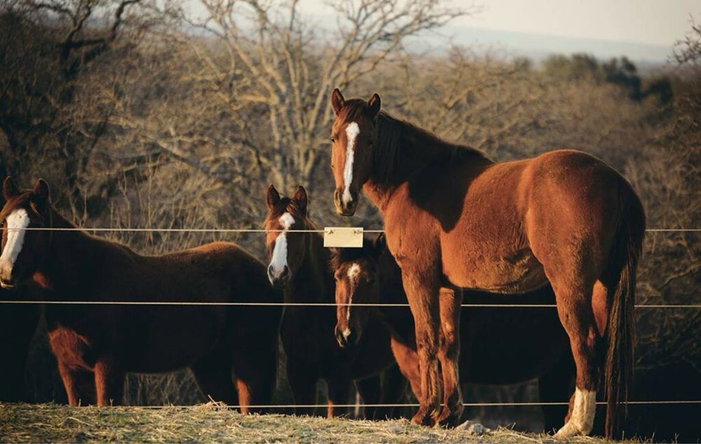 Продаются лошади (согым)