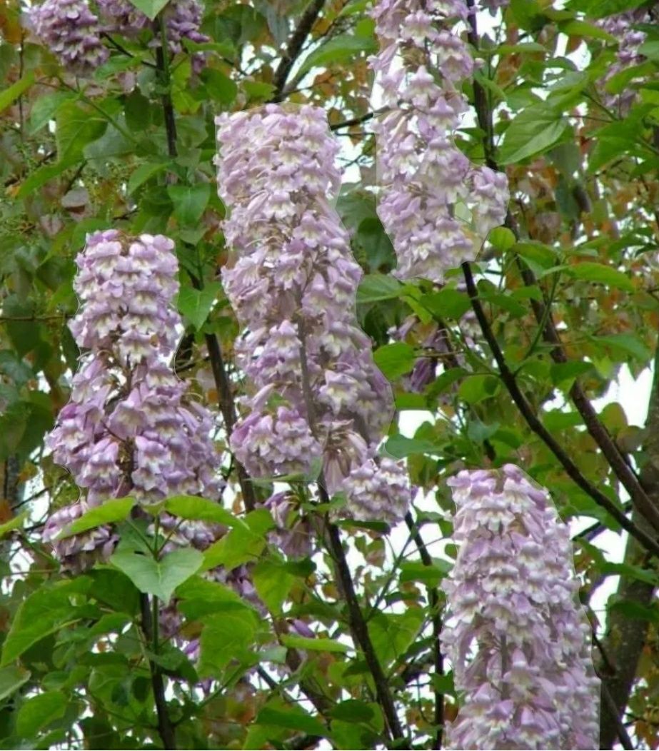 Paulownia Tomentosa (Arborele Printesei )