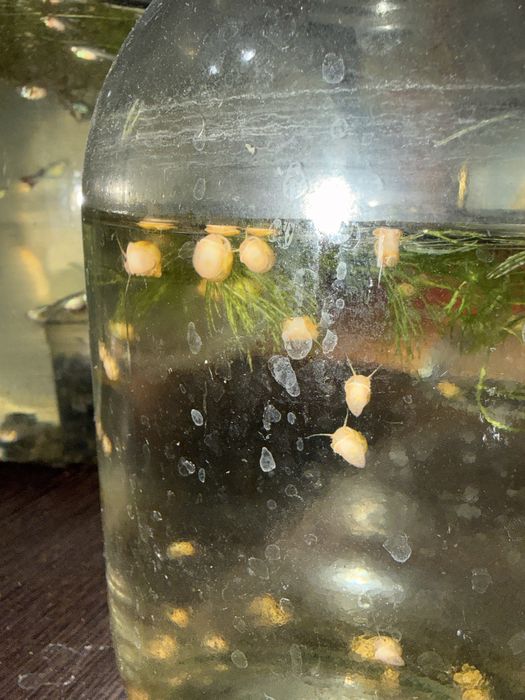 Улитки ампулярии рыбки гуппи