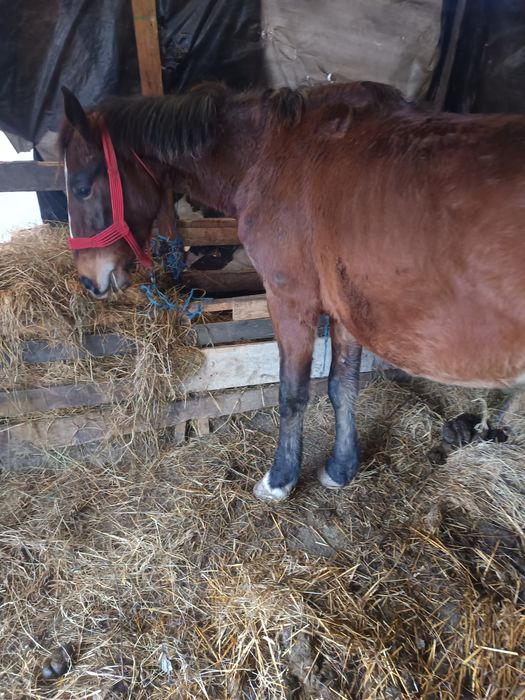 O mnza de vnzare  gestanta 5 luni