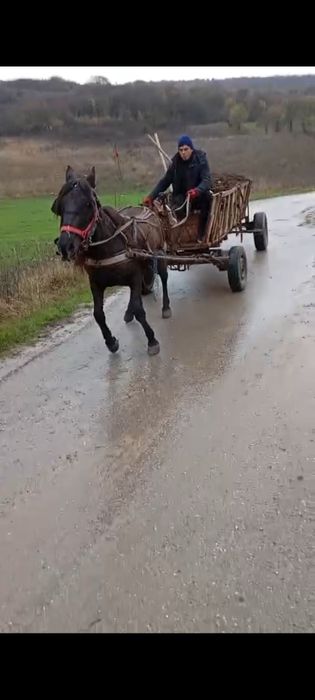 Vând cal castrat !!