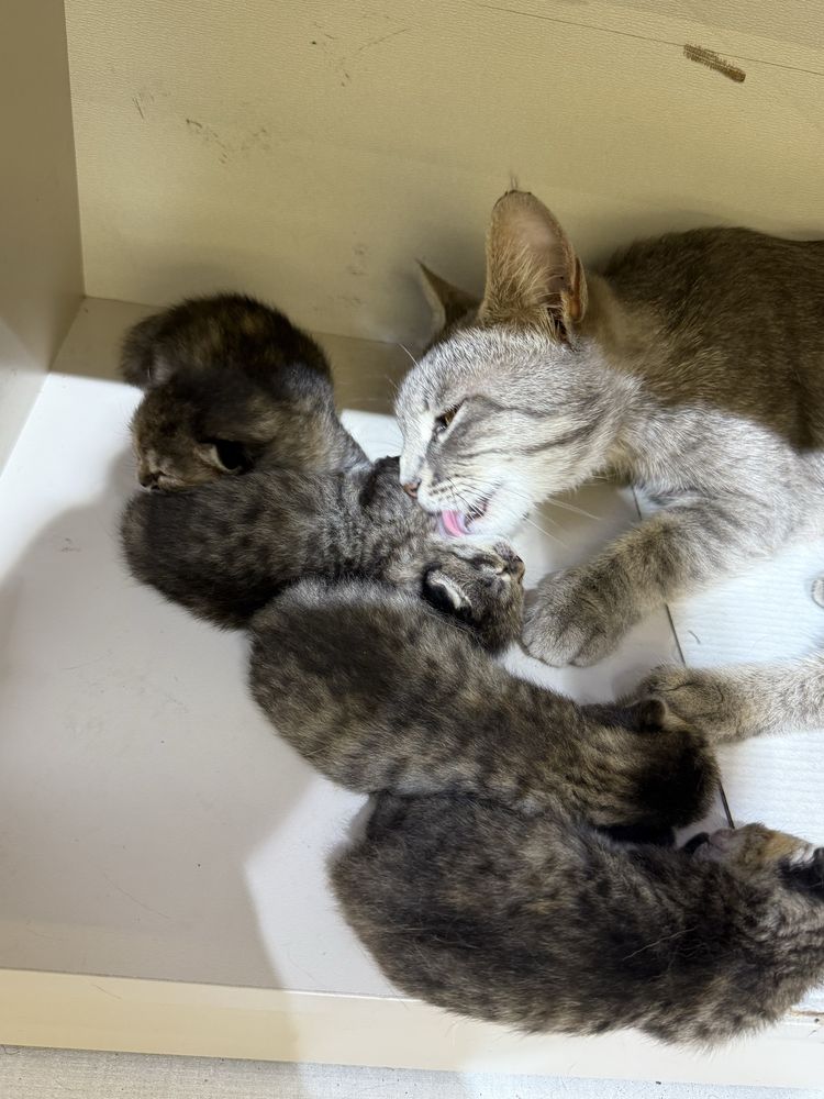 Кошка мама и котяты