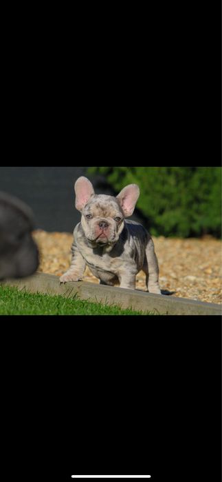 Bulldog francez merle