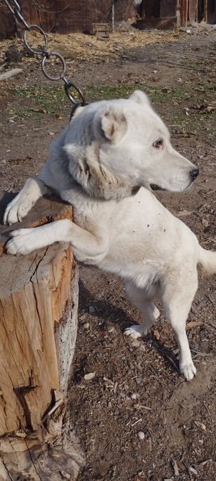 собака  девушка девушка