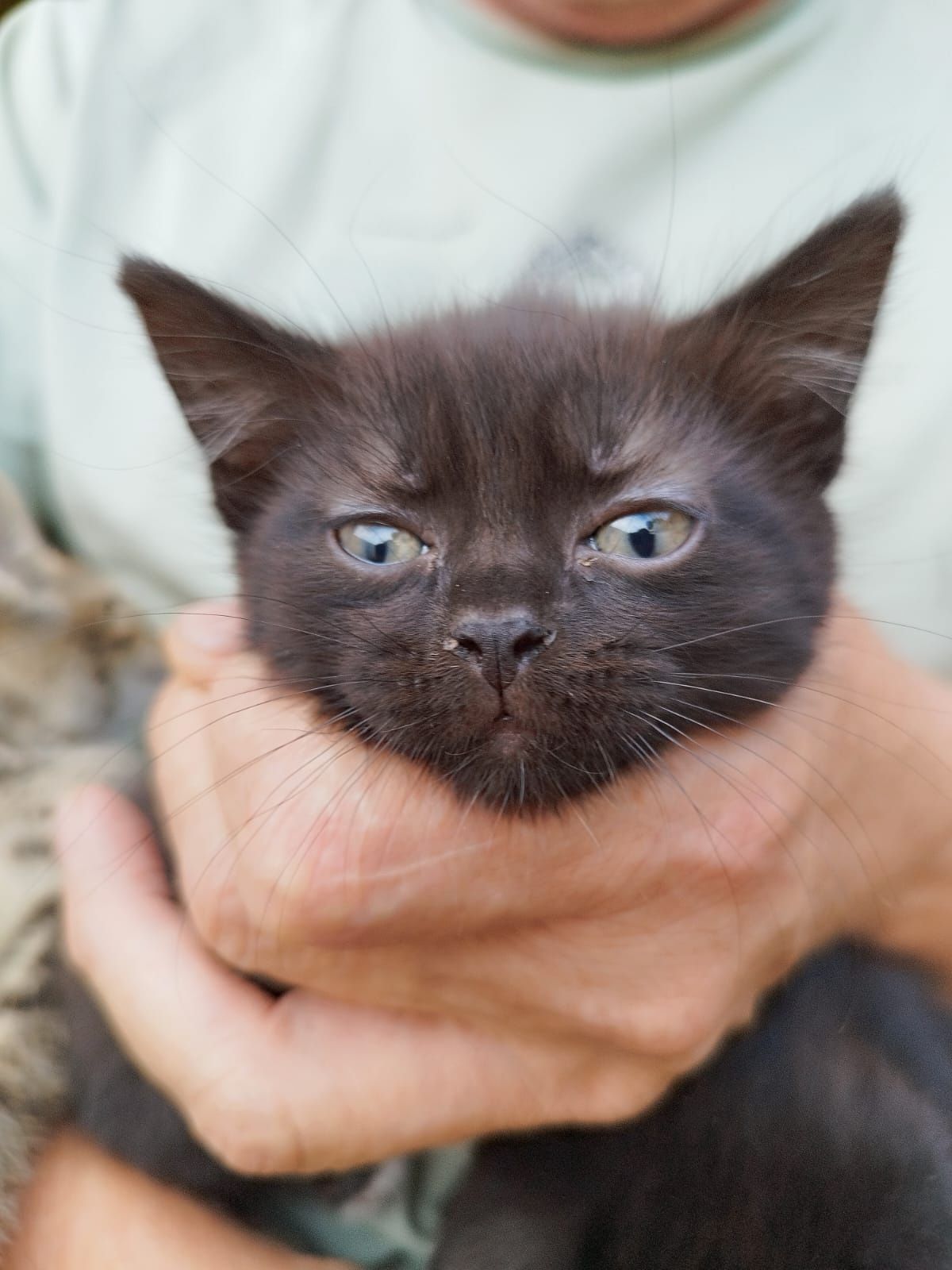 Котята . 1.5 месяца .