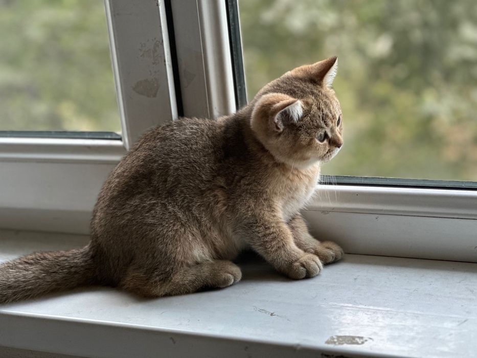 Продам котятки породистая шишила