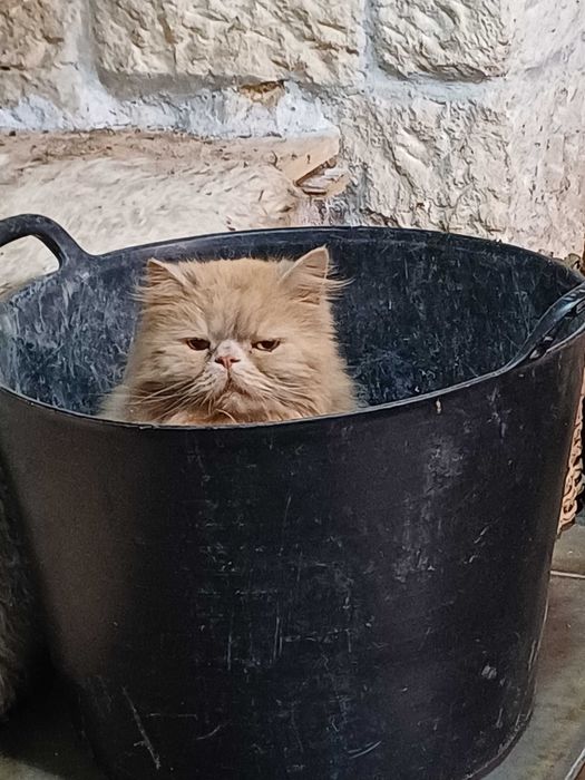 Персийска котка, свободна в добър дом.  Persian Cat free to good home