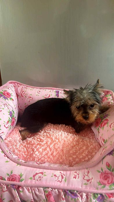 Yorkshire terrier mascul