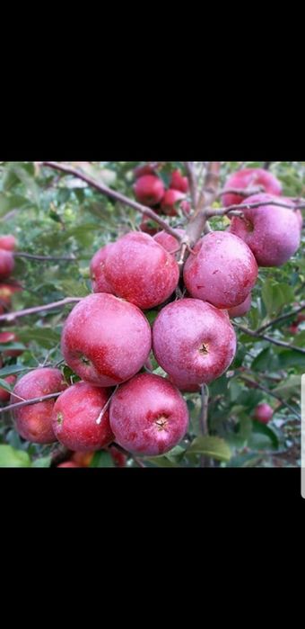 Pomi columnari,normali si vita de vie