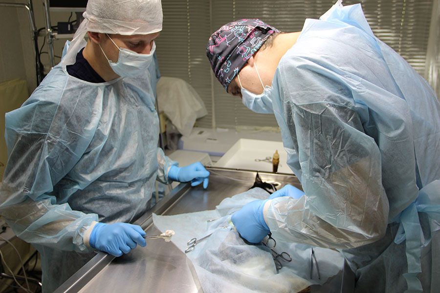 Ветеринар хирург на выезд дом