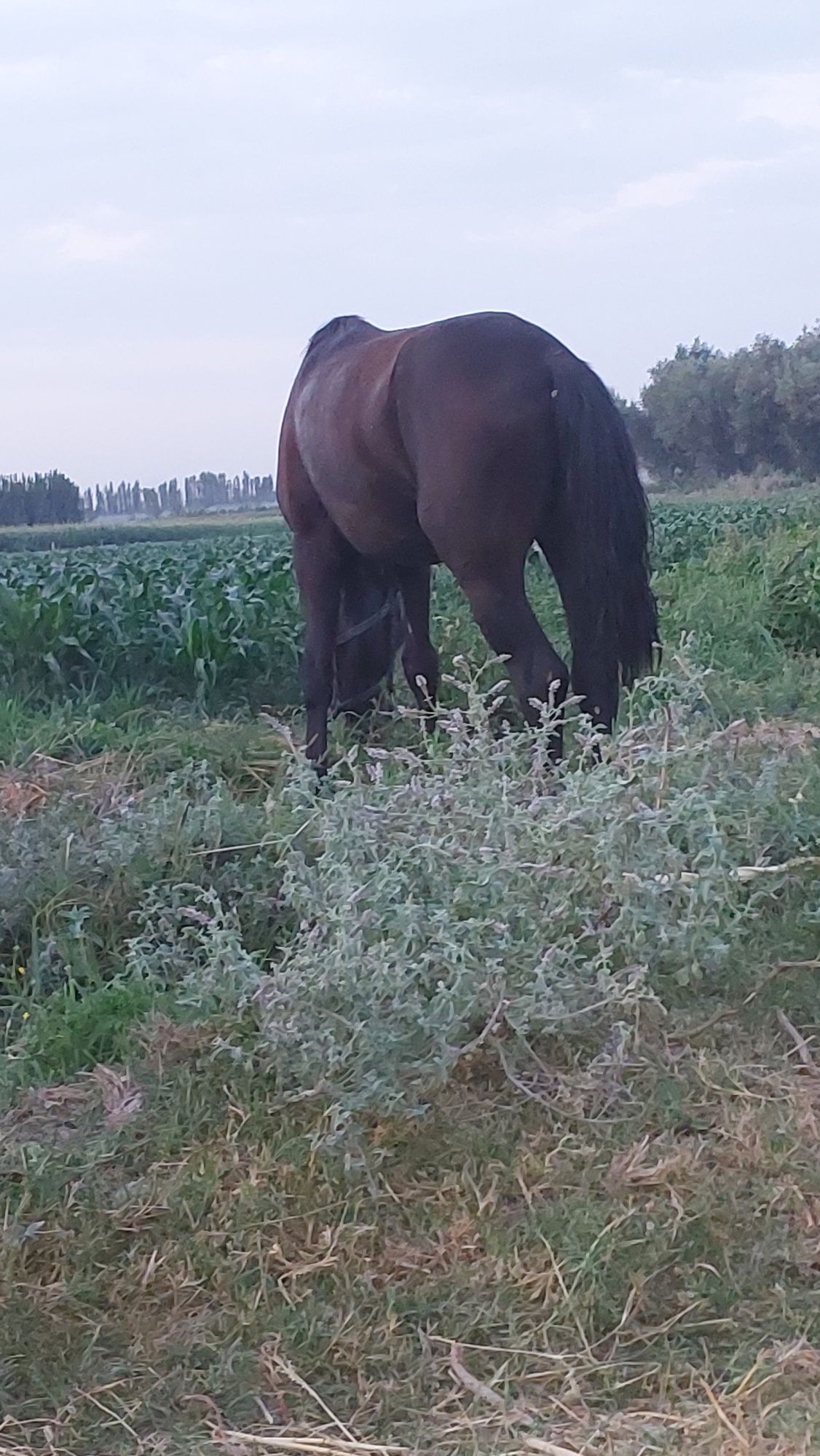 Ot uloqchi toy bor qorabayr