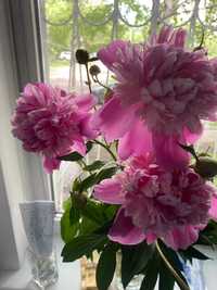 Продам цветы пионы розовые, яркие букетик
