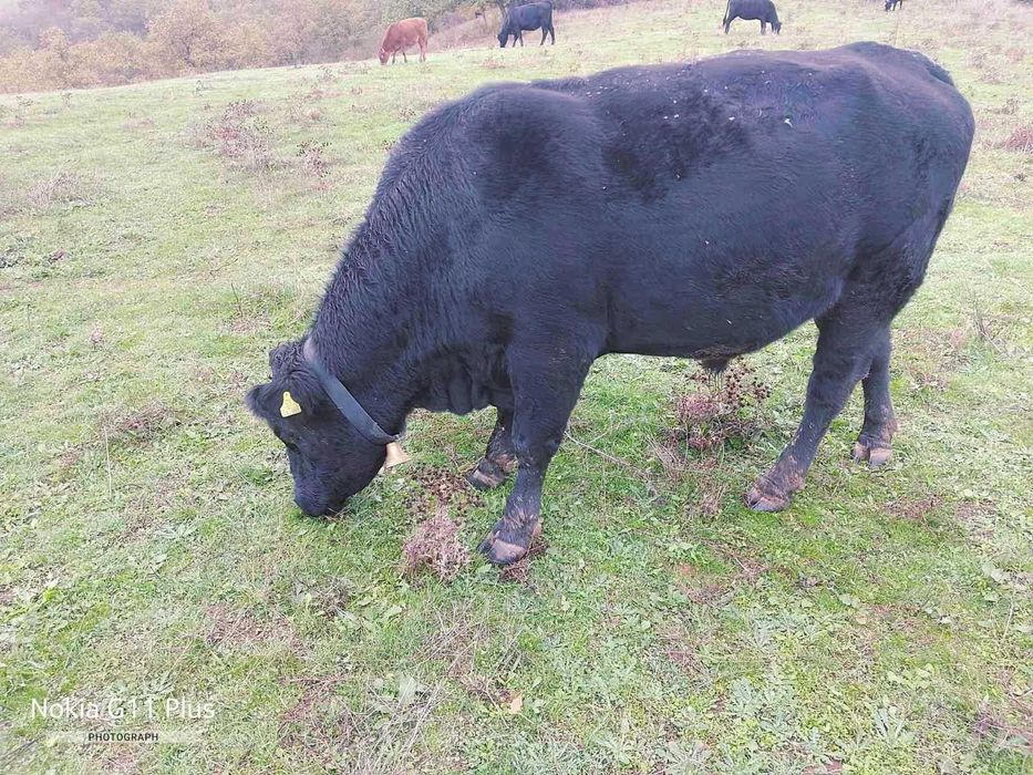 Продавам бик за разплод