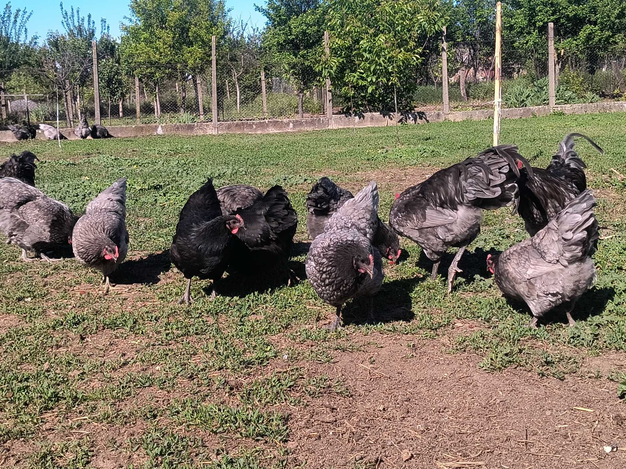 Oua Australorp din gaini tinere