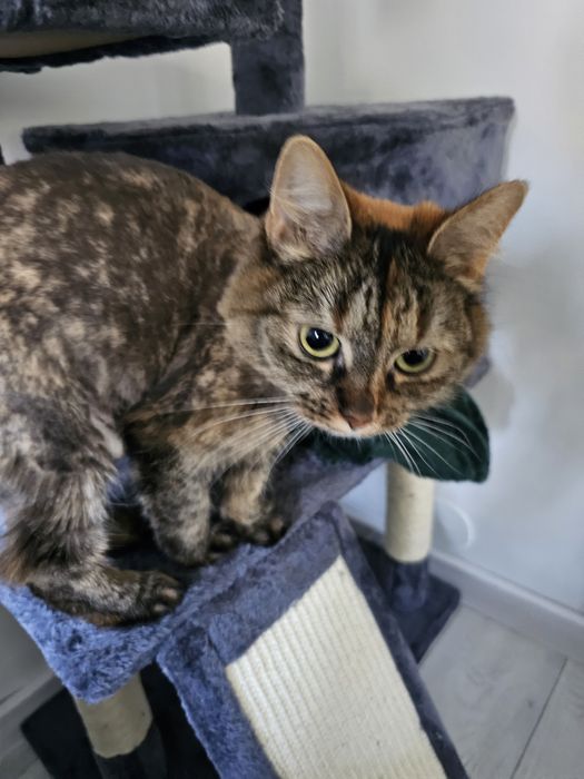 Pisici prietenoase de donat