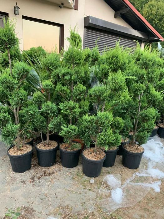 Tuia smarald leilandi arizonica braband