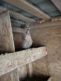 Porumbei egipteni swift