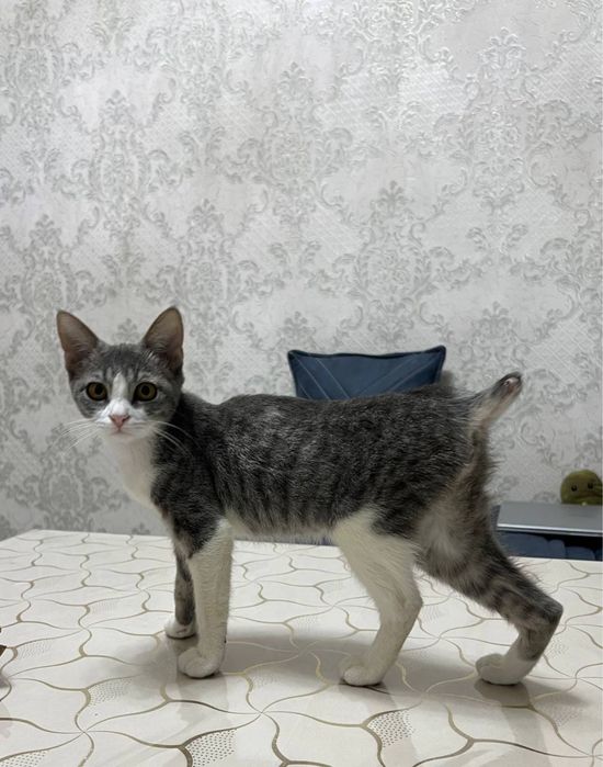 Котёнок в Хорошие руки
