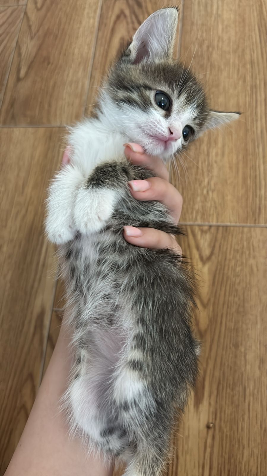 Продам котят от роду 2 мес.
