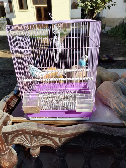 Попугаев в комплекте