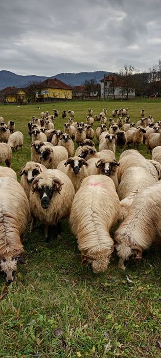 Oi de ținut de vânzare