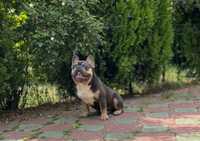 Mascul bulldog francez blue