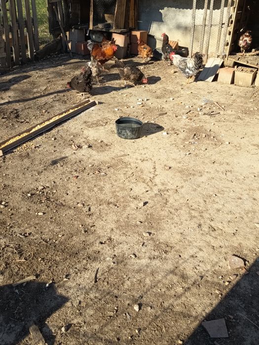 De vânzare găini rasa mixta