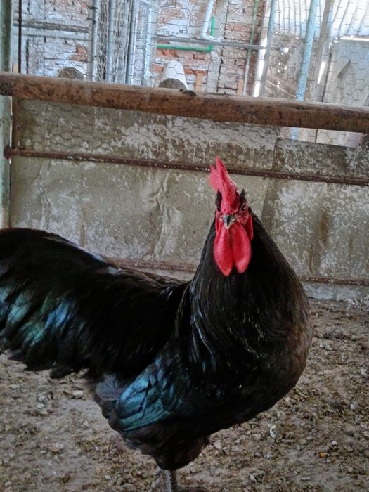 Vind cocoși Austrolop:negrii, albi și sple!.
Preț:între 85 și 150 lei.