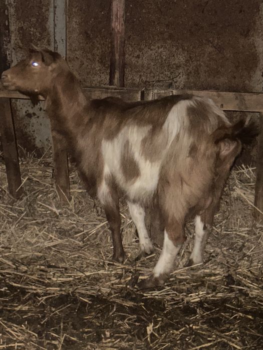 Vand 4 capre tinere mai multe detalii la telefon