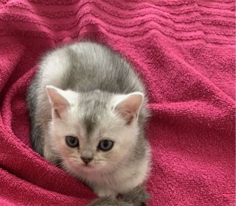 Шотландские шиншилы мальчики, серебро и золото, 1.5 мес