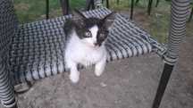 Pisicute spre adoptie