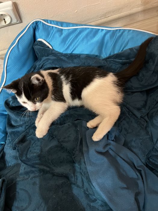 Подарявам мъжко коте