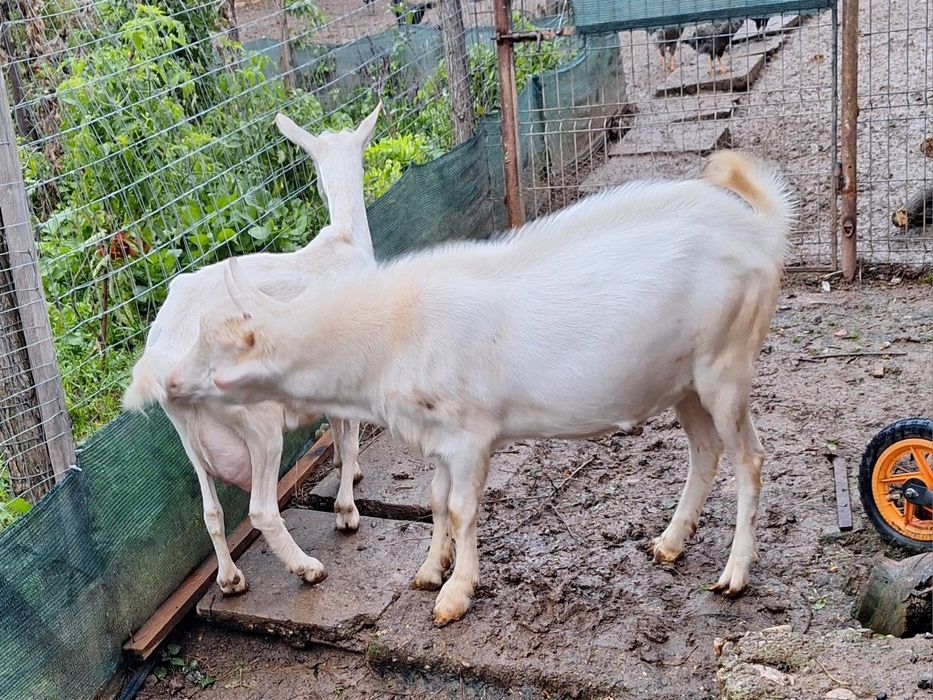Vând țap rasa sannen