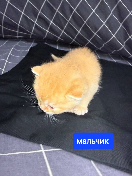 Продаются котята скотиш фолд и страйт