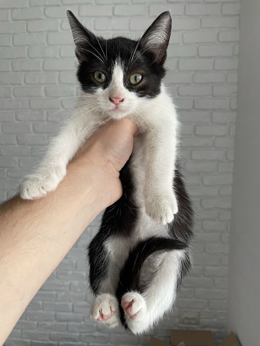 Pui de pisica adoptie