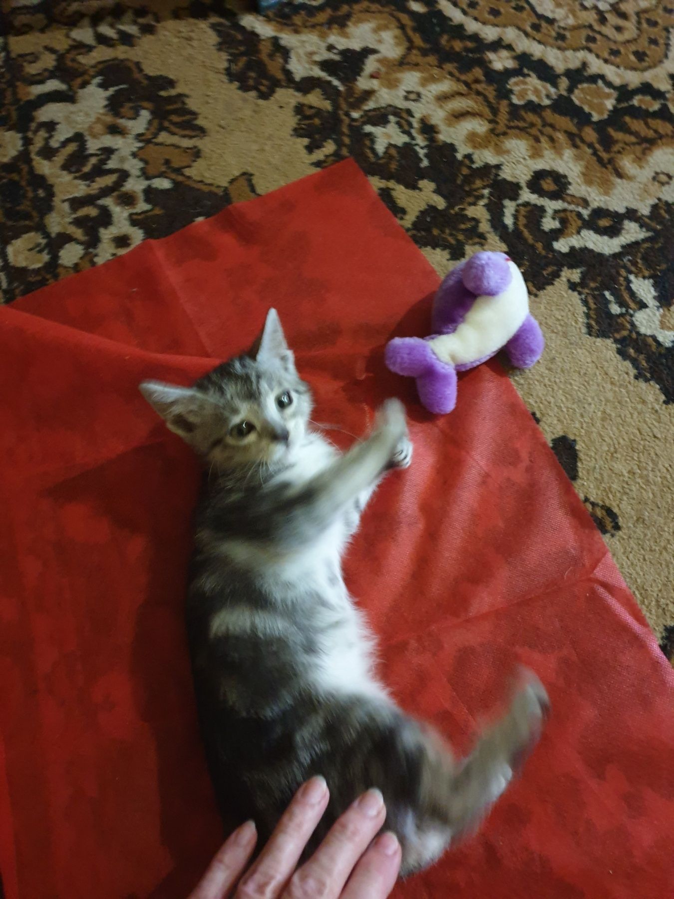 Подарявам  женско котенце