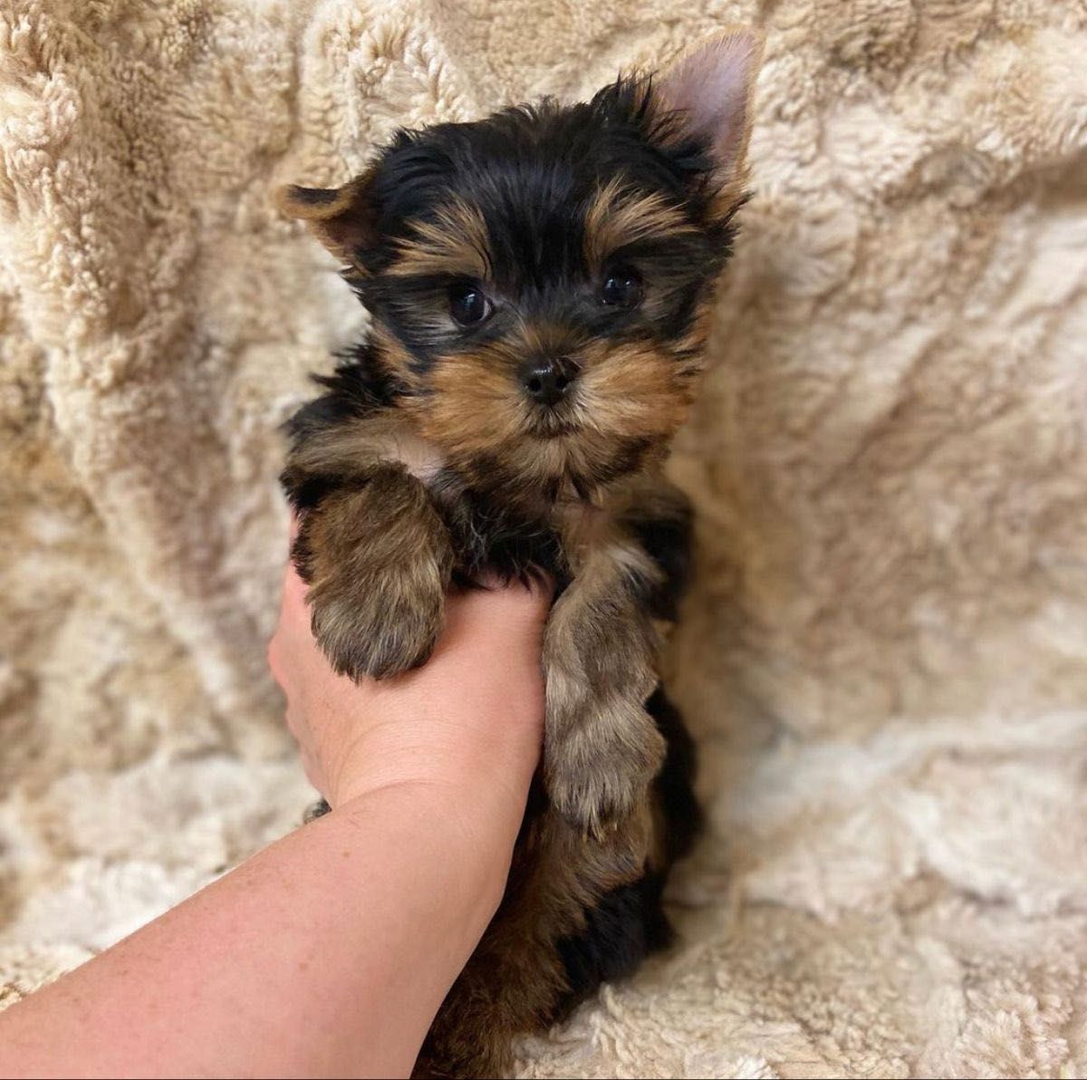 Yorkshire terrier talie mica