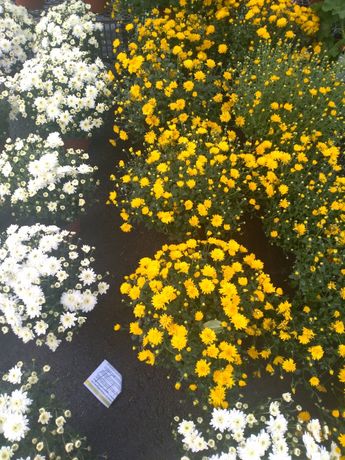 Crizanteme multiflora