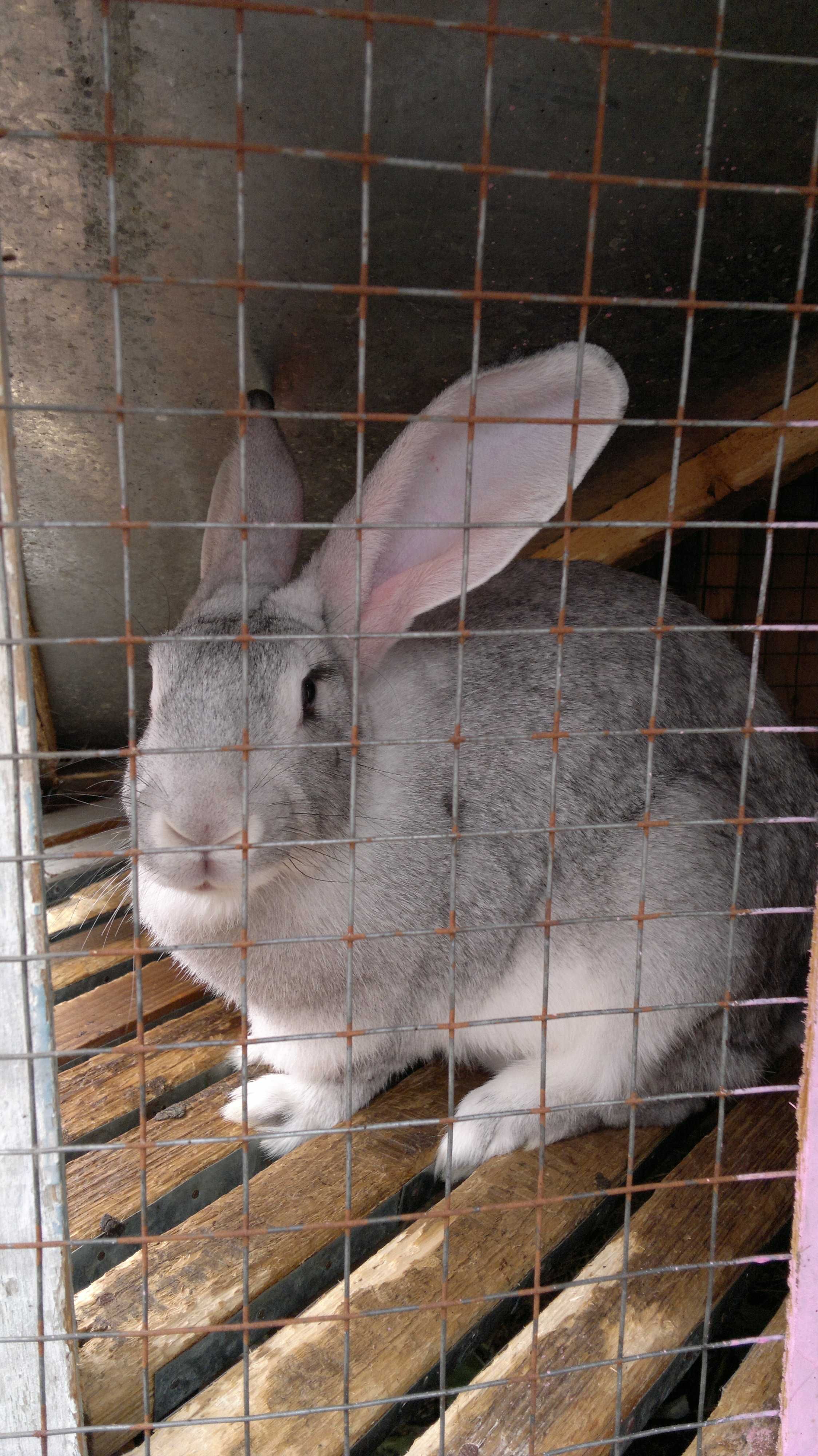 продам клетки для кроликов