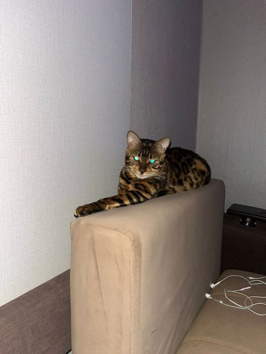 Кошка бенгальской породы