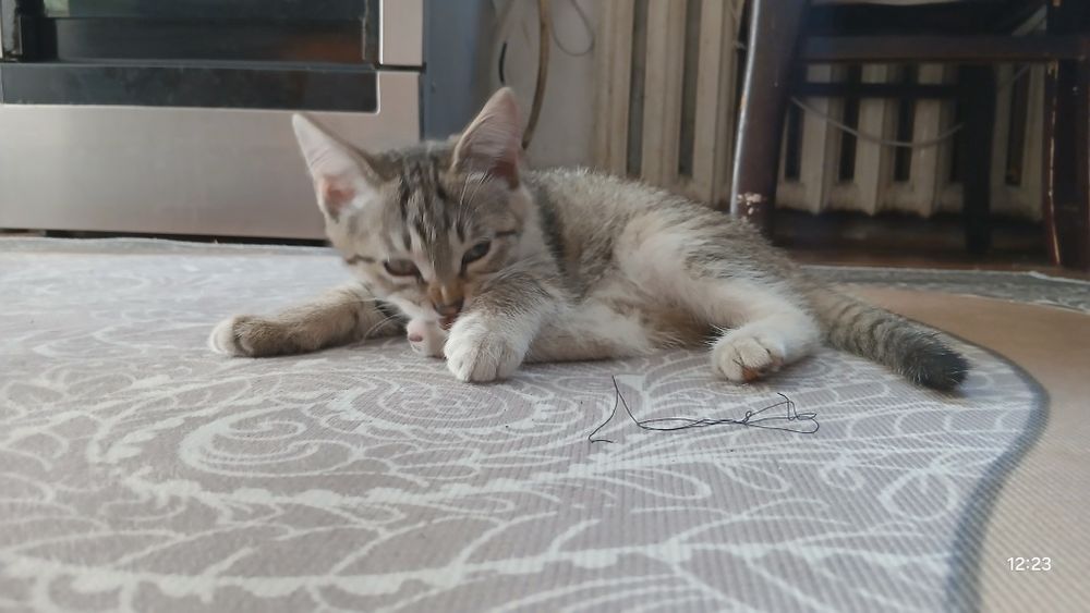 Котичка в добрые ручки