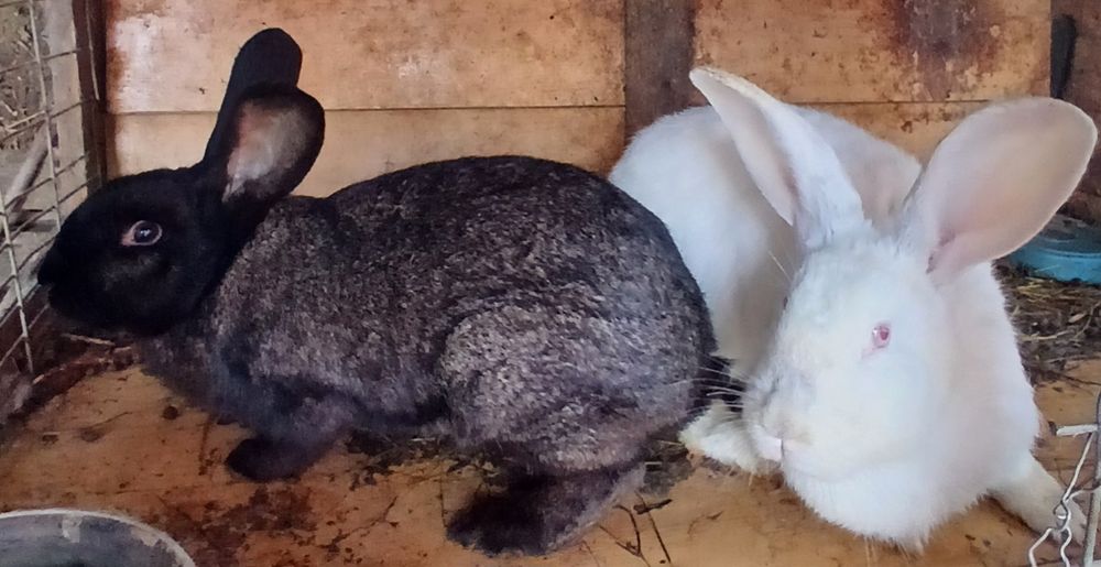 Iepuri rasa german uriaș