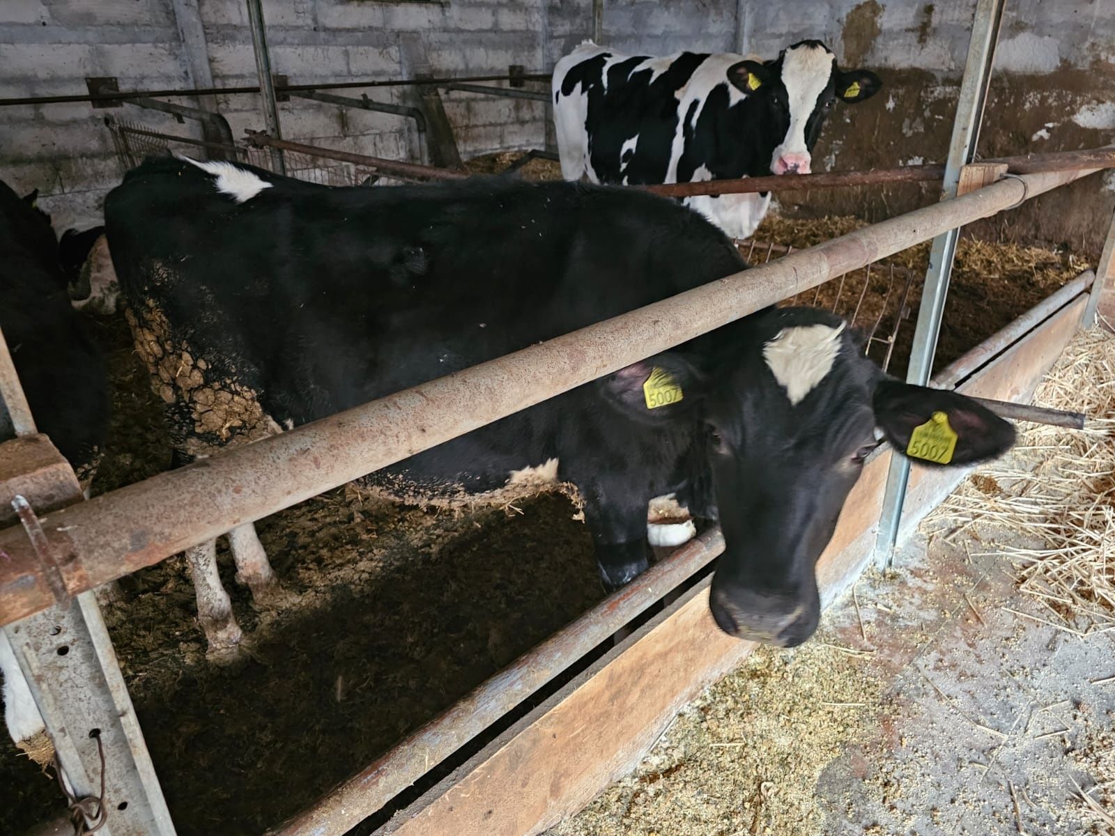 Vand vitele Holstein