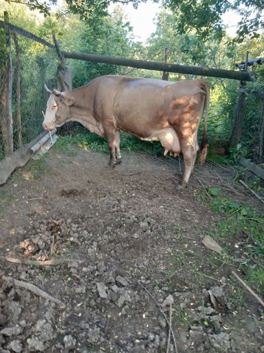 Vaca de vânzare ,preț negociabil ...mai multe detalii in privat.